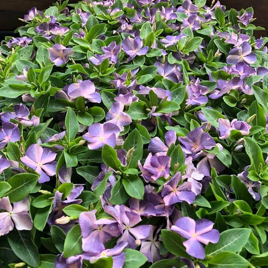 Amazon.co.jp: 季のしらべ 2個セット 花色が変わる